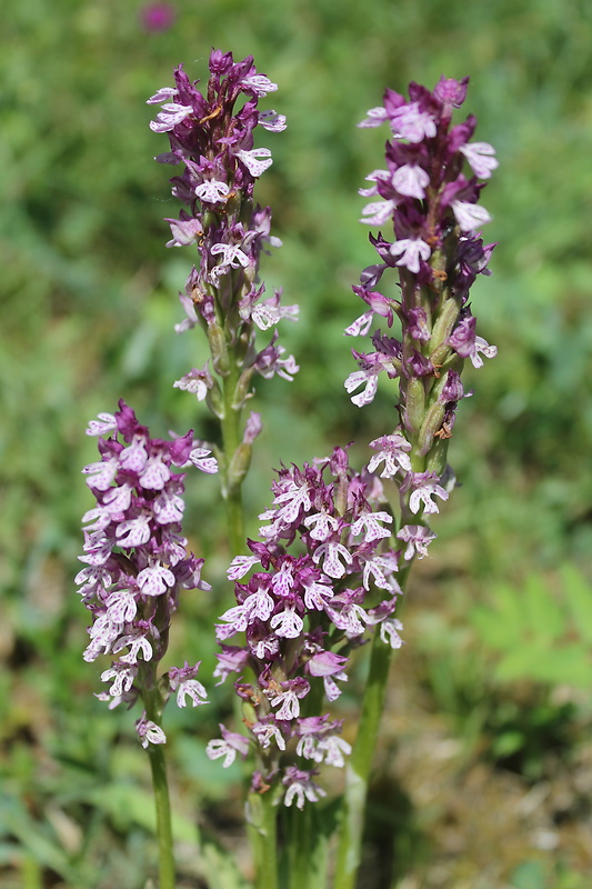 neotinea Neotinea x dietrichiana (Bobenh.) H. Kretzschmar Eccarius & H. Dietr.