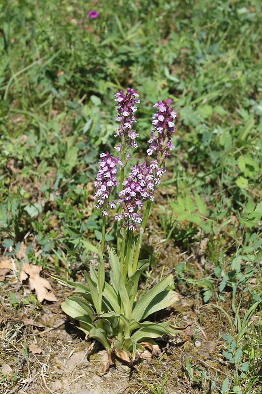 neotinea Neotinea x dietrichiana (Bobenh.) H. Kretzschmar Eccarius & H. Dietr.