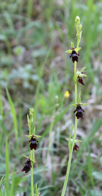 hmyzovník muchovitý Ophrys insectifera L.