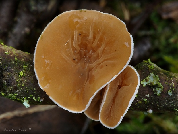 škľabka plstnatá Schizophyllum amplum (Lév.) Nakasone