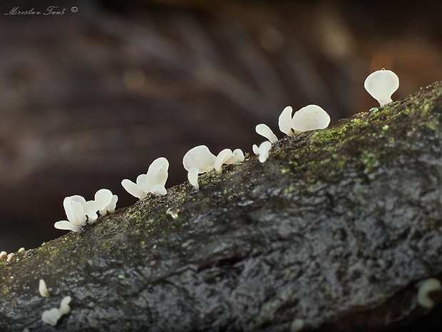 pálkovka Typhula sp. (Fuckel) Corner