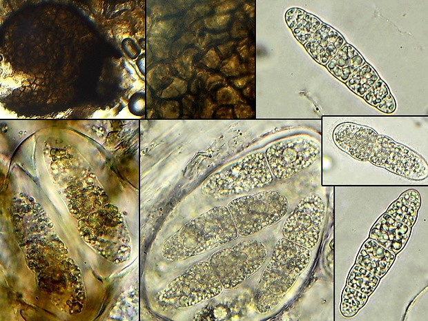 Wettsteinina pachyasca (Niessl) Petr. ex M.E. Barr