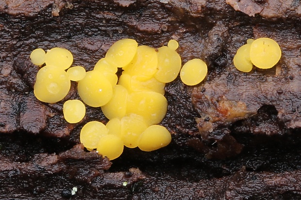 okrasník Bisporella sp.