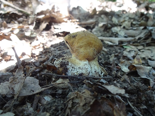 hríb dubový Boletus reticulatus Schaeff.