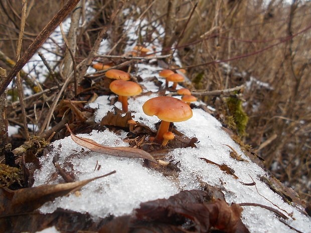 plamienka Flammulina sp.