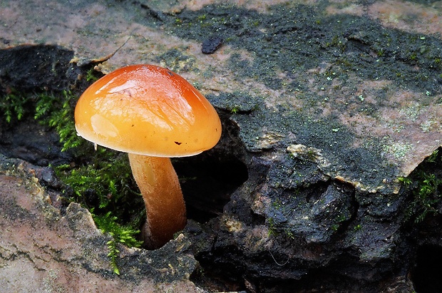 plamienka Flammulina sp.