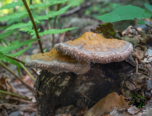 práchnovček pásikavý Fomitopsis pinicola (Sw.) P. Karst.