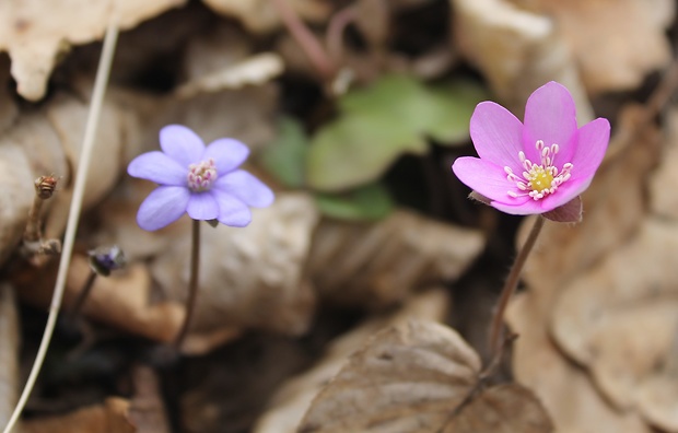 pečeňovník trojlaločný Hepatica nobilis Schreb.