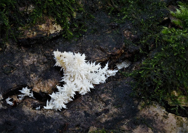 koralovec bukový Hericium coralloides (Scop.) Pers.