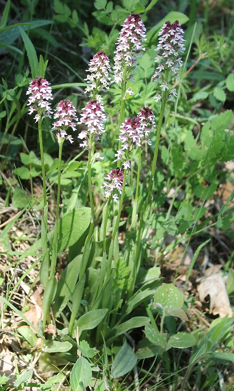 neotinea počerná pravá Neotinea ustulata subsp. ustulata (L.) R. M. Bateman, A. M. Pridgeon et M. W. Chase