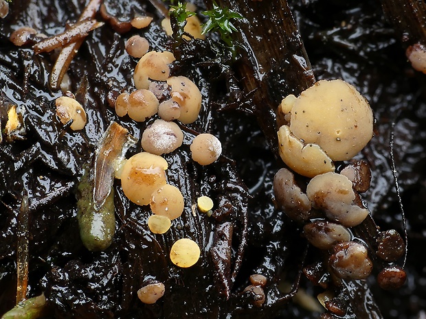 čiašočka Phaeohelotium fulvidulum (Boud.) Baral & Declercq