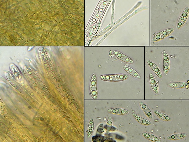 čiašočka Phaeohelotium fulvidulum (Boud.) Baral & Declercq