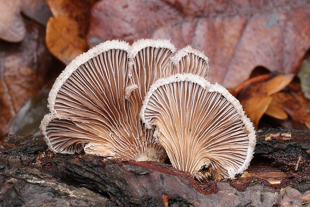 klanolupeňovka obyčajná Schizophyllum commune Fr.