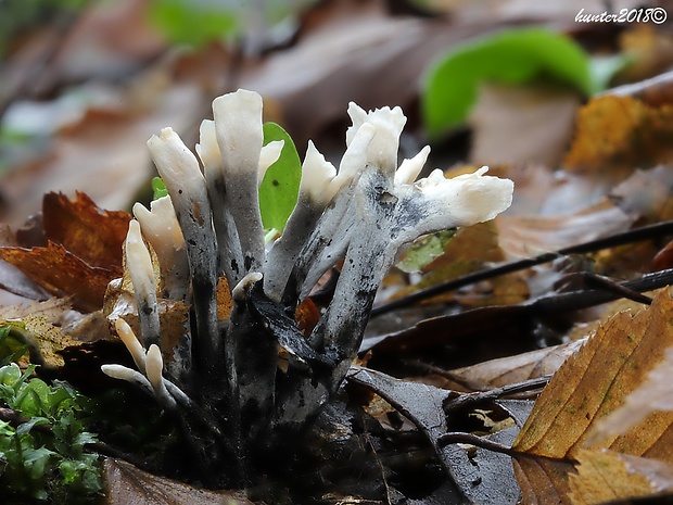 drevnatec parohatý Xylaria hypoxylon (L.) Grev.