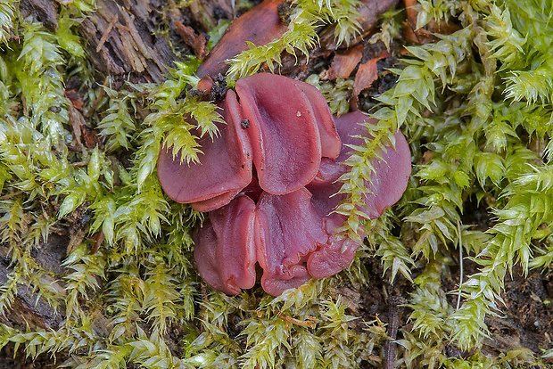 vrtidlovka veľkovýtrusná Ascocoryne cylichnium (Tul.) Korf