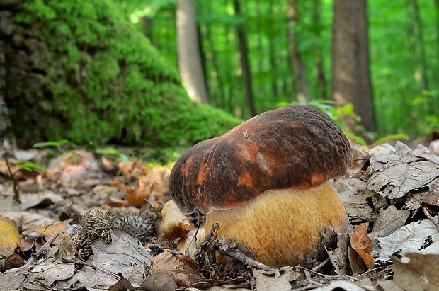 hríb bronzový Boletus aereus Bull. ex Fr.