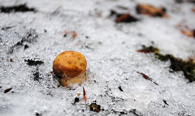 hríb sosnový Boletus pinophilus Pil. et Dermek in Pil.