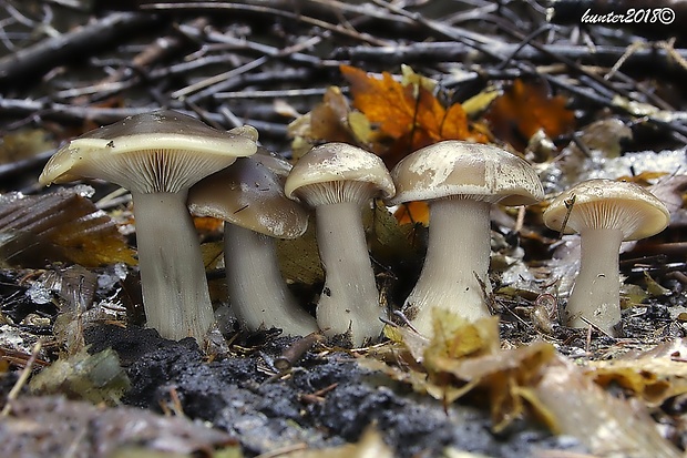 strmuľka inovaťová Clitocybe nebularis (Batsch) P. Kumm.