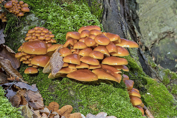 plamienka Flammulina sp.