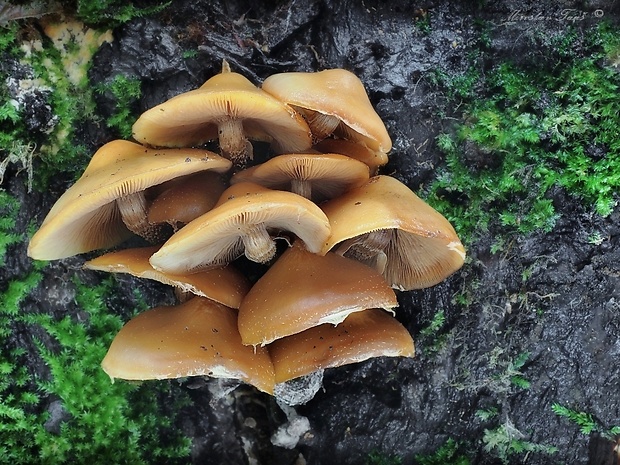 šupinačka menlivá Kuehneromyces mutabilis (Schaeff.) Singer & A.H. Sm.