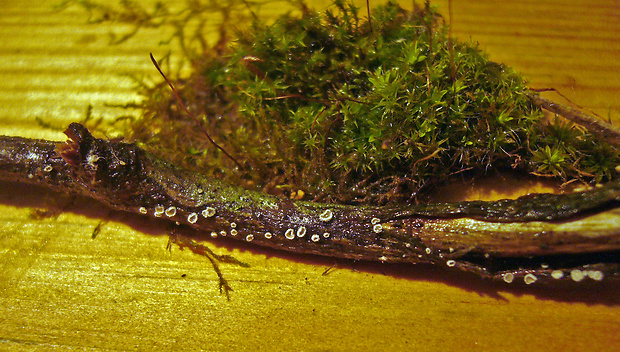lachnelka fialkastá Lachnella alboviolascens (Alb. & Schwein.) Fr.