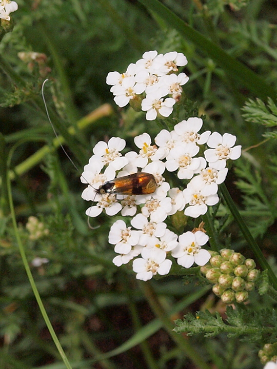 adéla marulková Nemophora fasciella