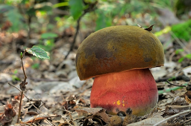 hríb zrnitohlúbikový Sutorius luridiformis (Rostk.) G. Wu & Zhu L. Yang