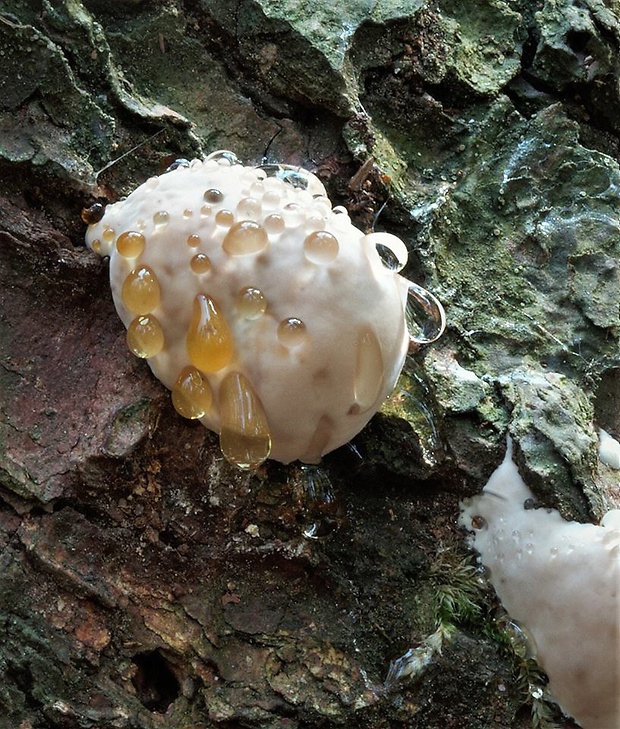 práchnovček Fomitopsis sp.