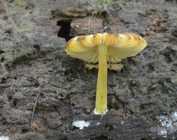 štítovka žltohlúbiková Pluteus romellii (Britzelm.) Sacc.