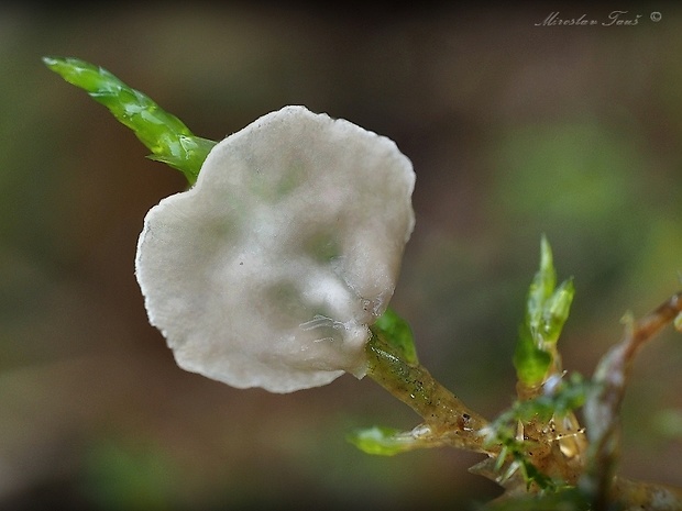 uškovka Rimbachia sp.