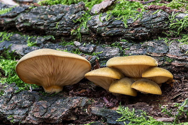 pňovka neskorá Sarcomyxa serotina (Pers.) P. Karst.