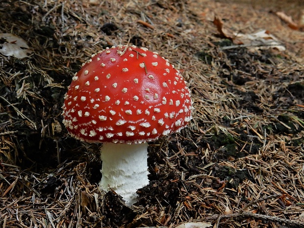 muchotrávka červená Amanita muscaria (L.) Lam.