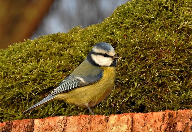 sýkorka belasá Cyanistes caeruleus