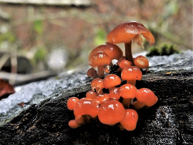 plamienka Flammulina sp.