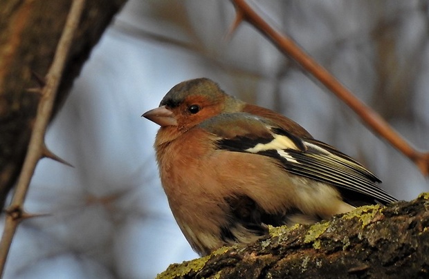 pinka lesná Fringilla coelebs