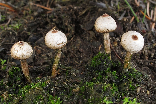 stopkovec zimný Tulostoma brumale Pers.