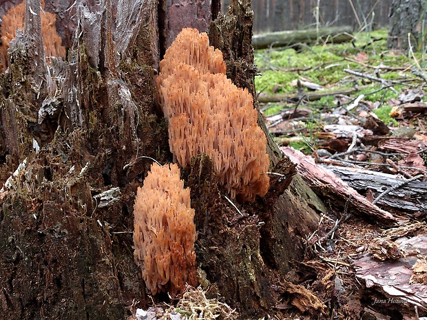 korunovec svietnikovitý Artomyces pyxidatus (Pers.) Jülich