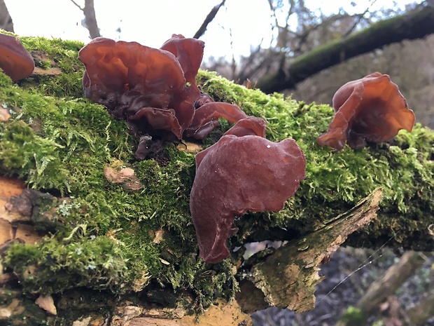 uchovec bazový Auricularia auricula-judae (Bull.) Quél.