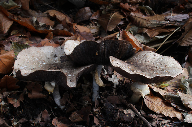 pečiarka Agaricus moelleri Wasser