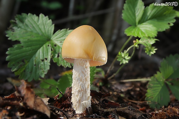 muchotrávka oranžová Amanita crocea (Quél.) Singer