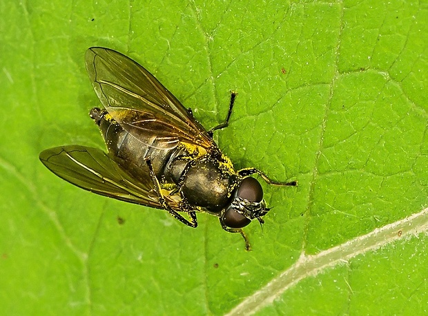 černuška Cheilosia pubera ♀