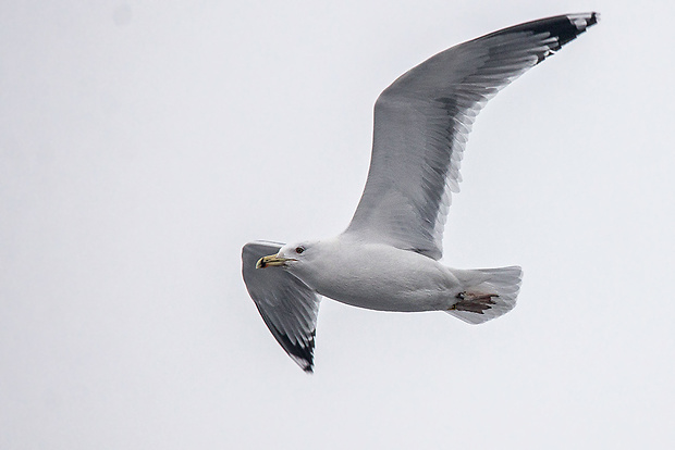 čajka bielohlavá   Larus cf. cachinnans