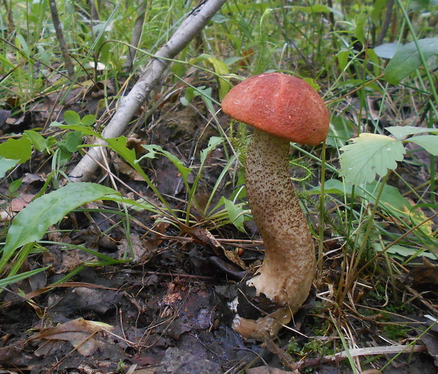 kozák dubový Leccinum aurantiacum (Bull.) Gray