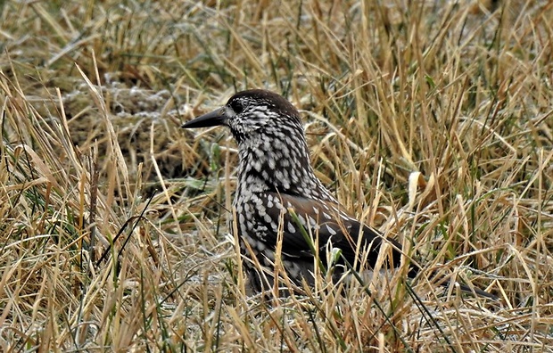 orešnica perlavá Nucifraga caryocatactes