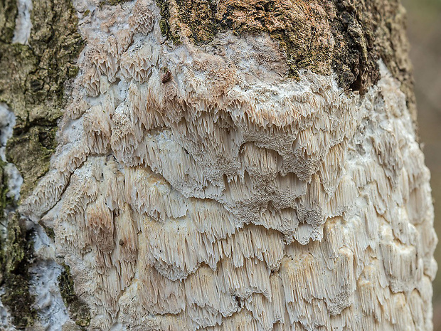 ostropórovec nížinný Oxyporus latemarginatus (Durieu & Mont.) Donk