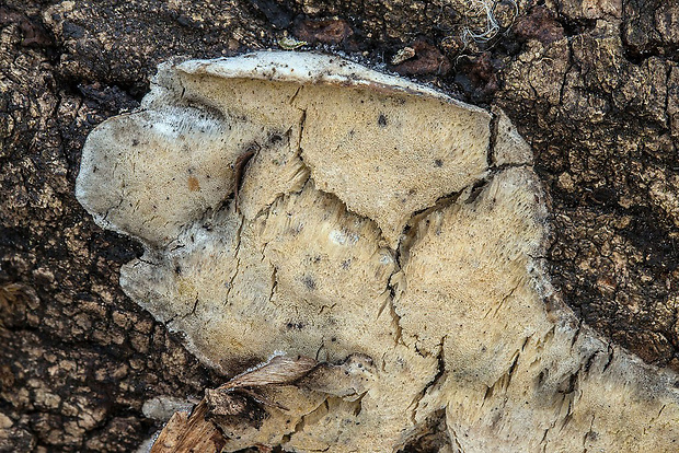 ostropórovec  Oxyporus sp.