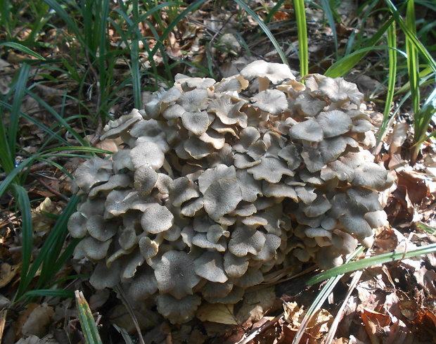 trúdnik klobúčkatý Polyporus umbellatus (Pers.) Fr.