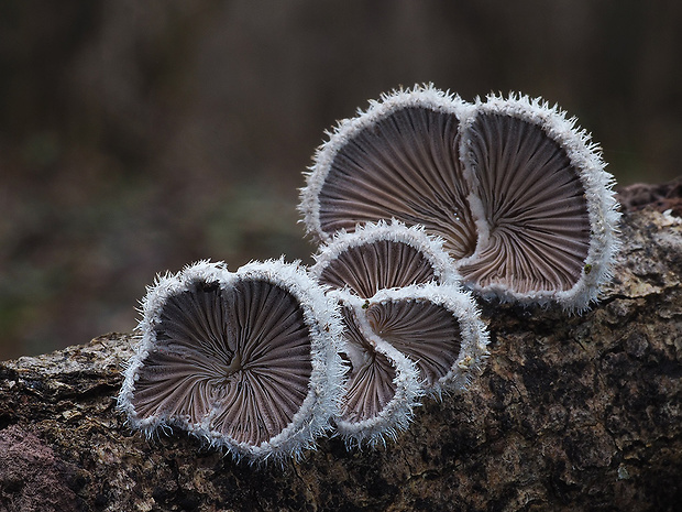 klanolupeňovka obyčajná Schizophyllum commune Fr.