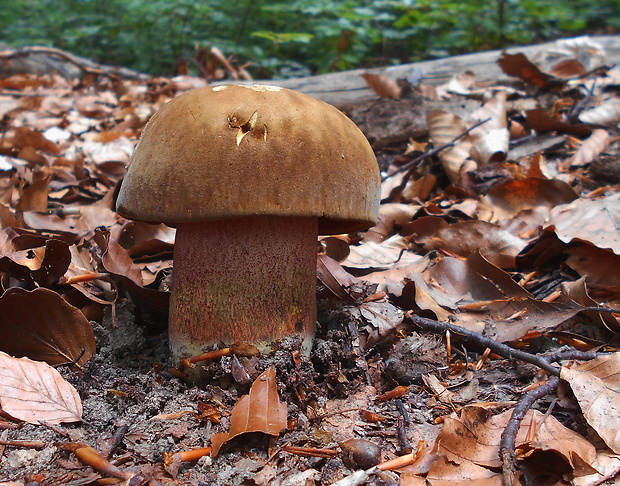 hríb zrnitohlúbikový Sutorius luridiformis (Rostk.) G. Wu & Zhu L. Yang