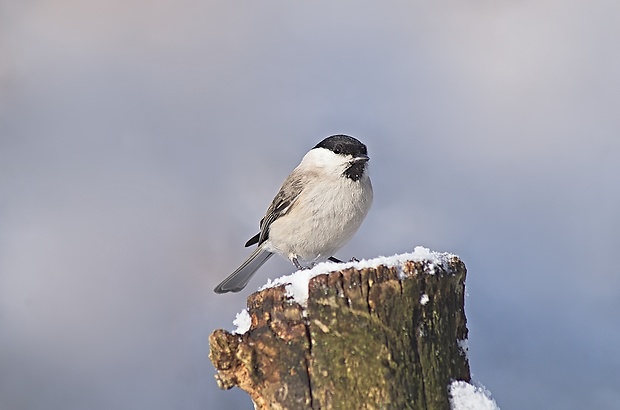 sýkorka leskohlavá Parus palustris